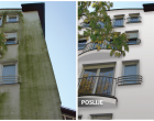 Alge i plijesni Alge i plijesni